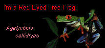 i am a red eyed tree frog